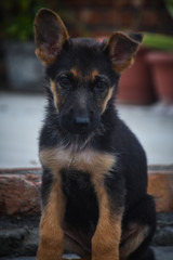 portrait of a german shepherd dog