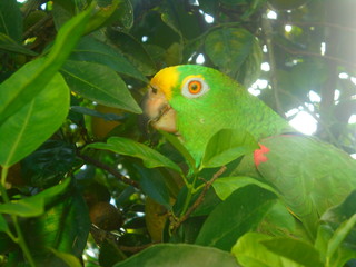 Loro Rey en árbol