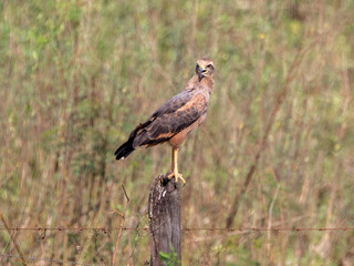 Ein freigestellter Savannenbussard sitzt in der Seitenansicht auf einem Zaunpfahl im Pantanal