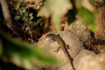 Lizard