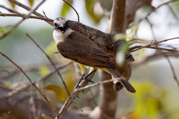 Ein Schwefeltyrann in der Seitenansicht singend in einem Baum sitzend