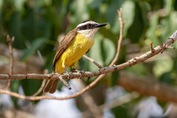 Ein freigestellter Schwefelmaskentyrann sitzt in der Seitenansicht auf einem Ast