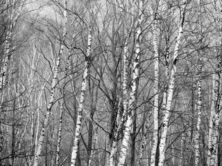 winter photo black and white trees without vegetation