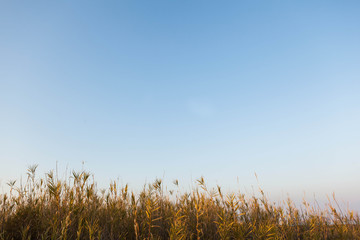 Fototapeta premium Hierba y cielo