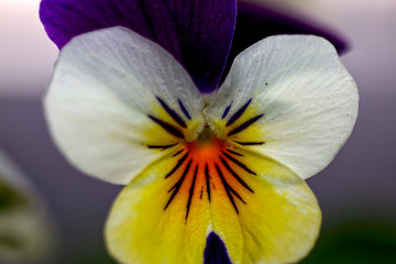 Fototapeta na wymiar Viola tricolor 