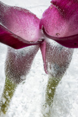 Calla in Eis 2