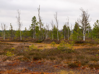 Obraz premium a lonely landscape with bogs