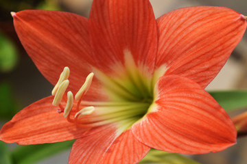 orange lily on green background.