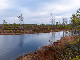 gloomy bog landscape, grass, moss and swamp pines