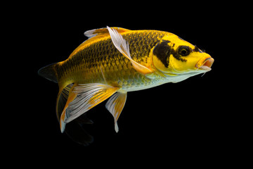 Koi Fish Kawarinomo golden carp koi fish in koi pond on black isolate background. With clipping Path included.