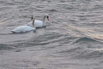 Couple of swans on a waving surface of stormy sea water. Copy space.