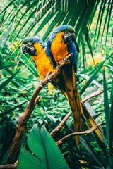 Parrot Couple in Jungle