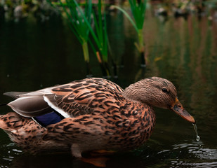 Brown Duck in a Pond