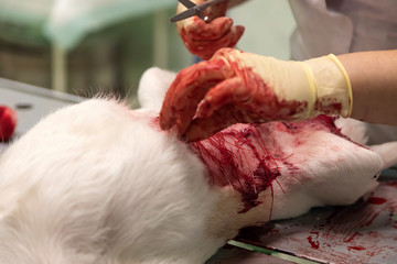 Stages of an operation to remove a breast tumor in a dog in a veterinary clinic. Close-up, selective focus.