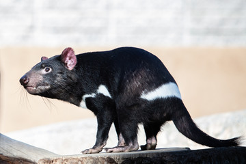 Tasmanian Devil