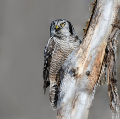 Northern Hawk Owl Perched on Tree Trunk in Winter 