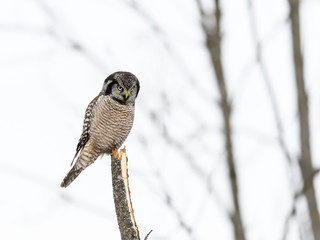 Northern Hawk Owl Perched on Snag   in Winter 