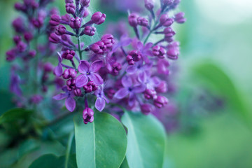 Spring time. Purple lilac flowers in a country garden. Close up . Against the background of fresh green foliage.