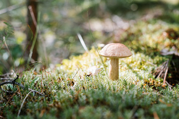 The aspen mushroom grows in the fores