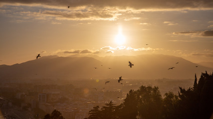 Montaña pájaros puesta de sol