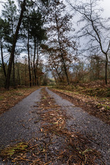 Fototapeta na wymiar carretera del pueblo can hojas secas en el suelo en invierno