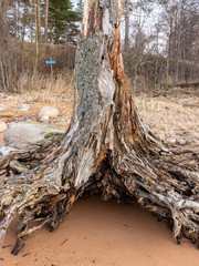 picture with old wooden root
