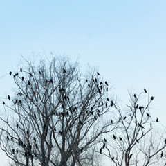 Silhouette of many birds on the trees