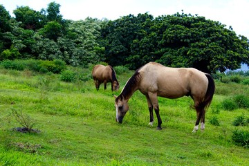 Obraz na płótnie Canvas Hawaiian Horses