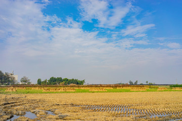 Obraz premium Morning view of a beautiful green paddy field
