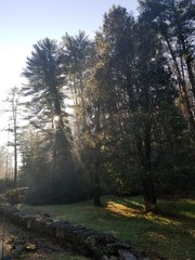 forest, autumn, nature, landscape, trees, tree, road, park, woods, fall, green, wood, leaves, light, sun, mist, fog, path, leaf, morning, yellow, season, woodland, outdoors, pine