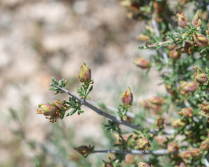 USA, Nevada, Clark County, Gold Butte National Monument. The fruit of blackbrush (Coleogyne ramosissima) in Rosaceae family. The persistent sepals, known as rose hips, are wrapped around an achene.