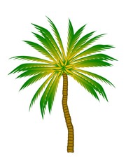 palm. vector. tropical plant on a white background. greeting card design, sticker