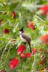 Red whiskered bulbul, pycnonotus jocosus, crested bulbul, Mauritius