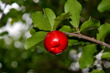 fruta acerola