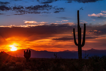 Silhouette Of Cactus At Sunset