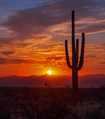 Silhouette Of Lone Saguaro Cactus At Sunrise