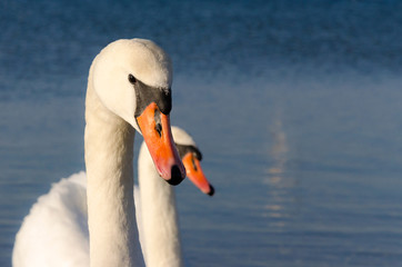 Swans during the winter season on the Baltic Sea