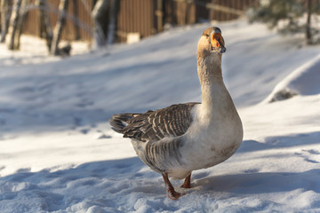 Domestic gray goose on a walk in the snow on a Russian farm.