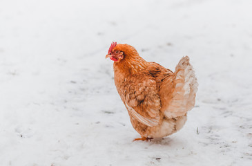 Domestic red hen on a walk in the snow on a Russian farm.