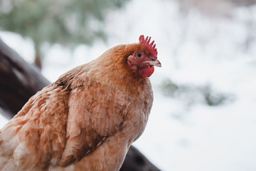 Domestic red hen on a walk in the snow on a Russian farm.