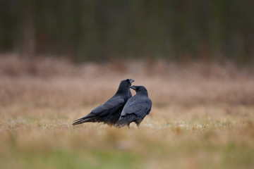 common raven, corvus corax, northern raven