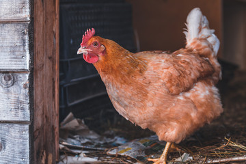 Domestic red hen on a walk in the snow on a Russian farm.