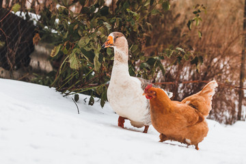 Domestic red hens and gray goose on a walk in the snow on a Russian farm.