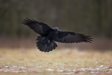 common raven, corvus corax, northern raven