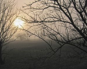 Fototapeta premium Morning fog.Composition 1.