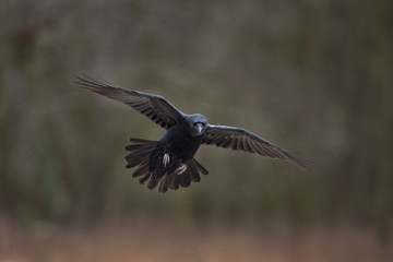 common raven, corvus corax, northern raven
