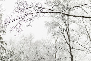 Tree Branches Covered with Snow, Winter Wonderland Landscape Background