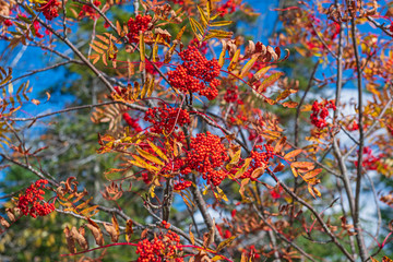 Mountain Ash Berries in the Autumn Sunlight
