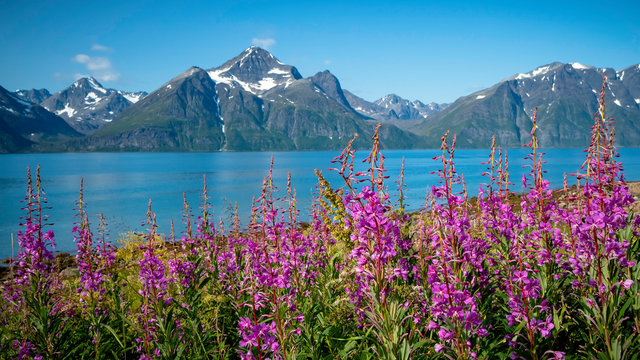 Summer landscape of Lofoten islands, Norway. Field of pink flowers against the background of a fjord and mountains with snowy peaks. © Нонна Покрас