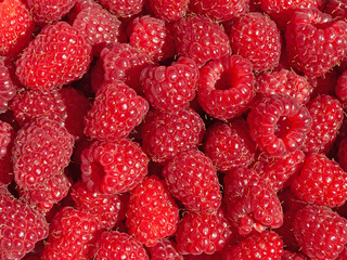 Frisch geerntete Himbeeren, Rubus idaeus